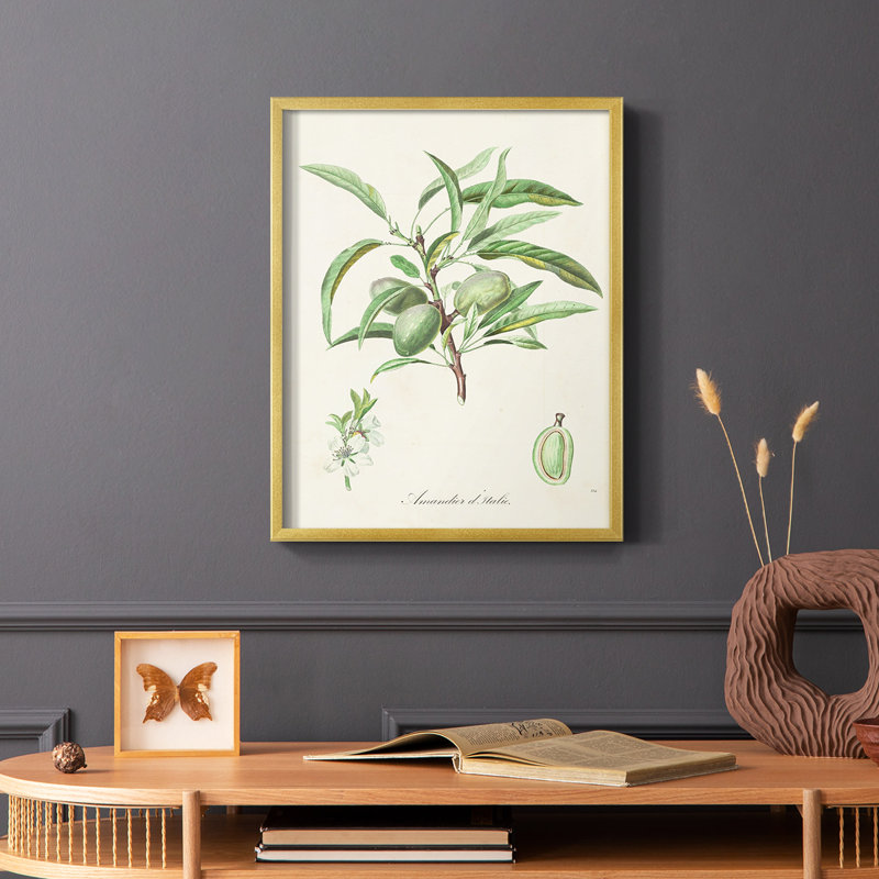 Antique Ammond Botanical III, reproduction encadrée - bois massif, Or, H 28 po x l 22 po