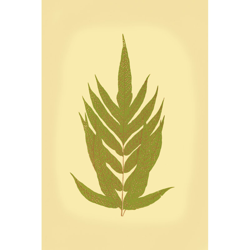 Lowes Fern II (PP), H 18 po x l 12 po x P 1,25 po