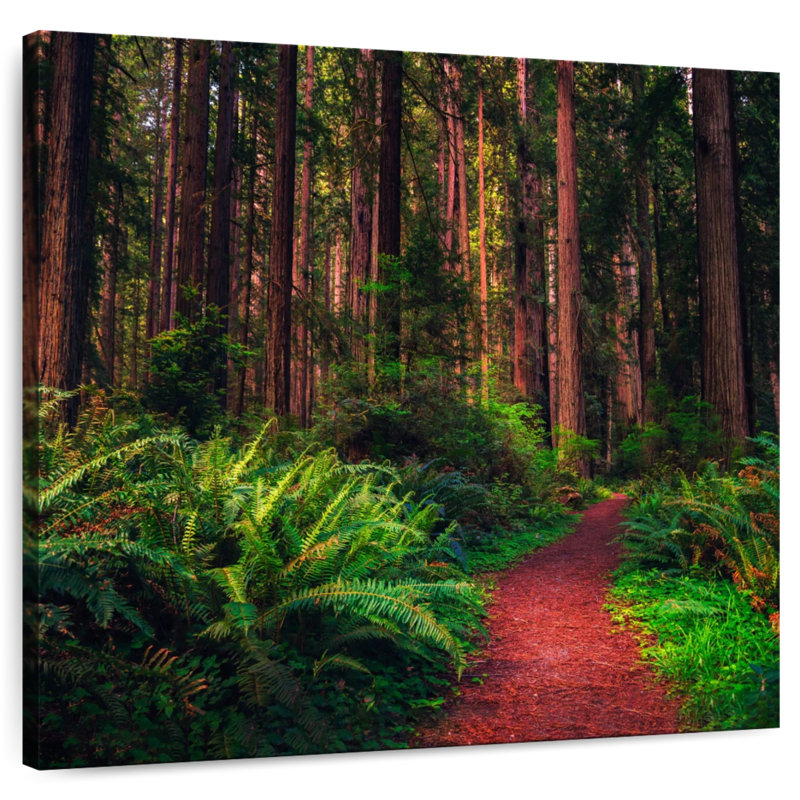 Alvord Redwood Forest Trail, H 24 po x l 24 po