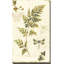 Ivies and Ferns III Crop - peinture-1616754857-1638793342