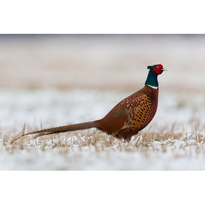 Male Cock Pheasant In Snow by DamianKuzdak - Wrapped Canvas Print