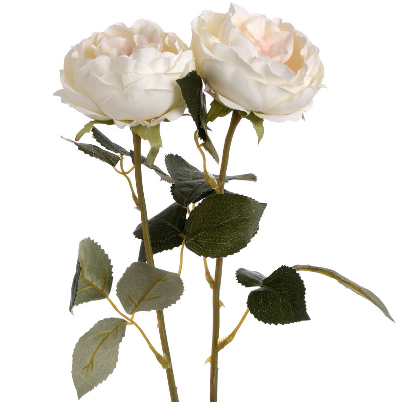 Anastasija Arrangement