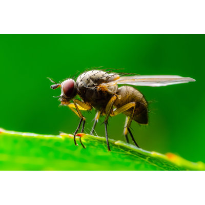 Rentchler Fly by Nechaev-kon - Wrapped Canvas Print