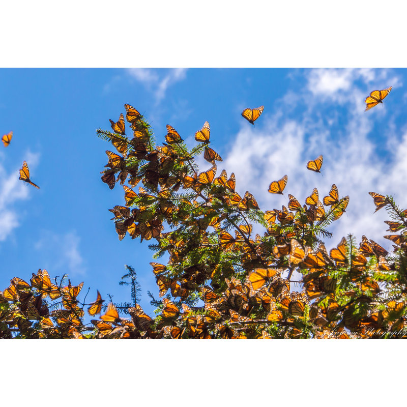 Monarch Butterflies, 20cm H x 30cm W x 3.8cm D