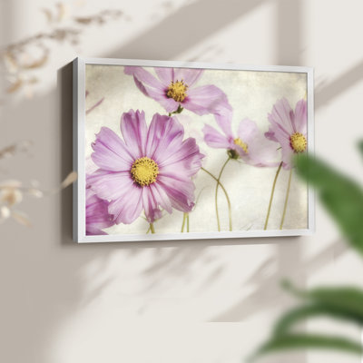 «Pink Cosmos I», reproduction encadrée