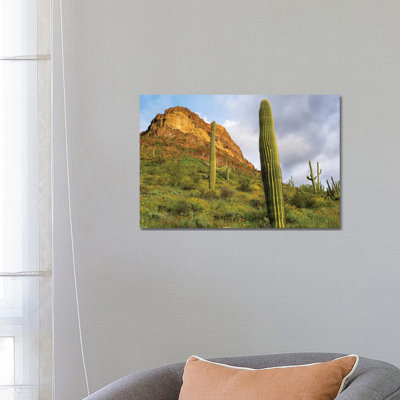 Organ Pipe Cactus, Organ Pipe Cactus National Monument by Tim Fitzharris - Wrapped Canvas Print