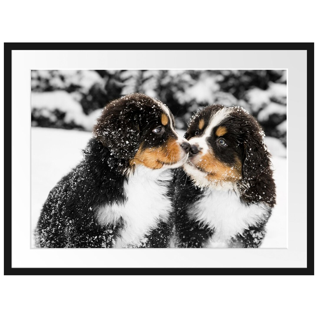 Gerahmtes Poster Bernersennenhunde im Schnee