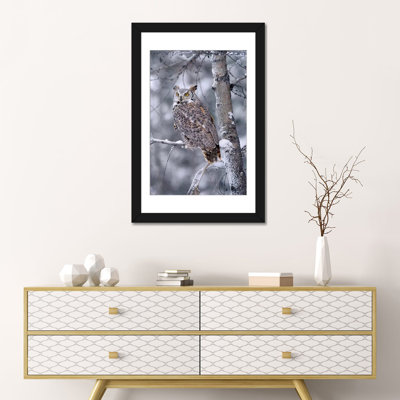 Great Horned Owl Perched In Tree Dusted With Snow, British Columbia, Canada II by Tim Fitzharris - Print