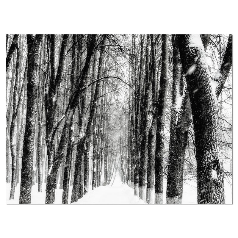 Paysage, forêt enneigée, photographie sur toile en noir et blanc - Forêt enneigée, H 30 po x l 40 po