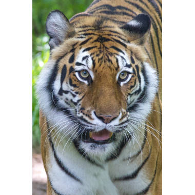 Ebern Designs Tiger Ready To Attack On Canvas Print