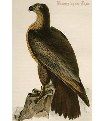 « washington sea eagle » par john audubon-impression