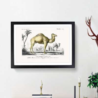 Camel Illustration by Charles d'Orbigny - Picture Frame Painting Print