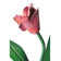 Tulip 1 - Light Wallchiere