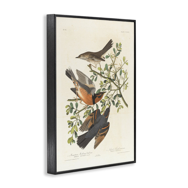 «Classic Audubon Bird Study», art giclée par one1000paintings, H 18 po x l 12 po, Giclée encadrée noir minuit