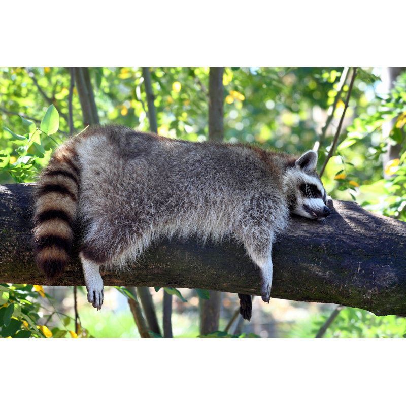 Sleeping Coon by Buellom - Wrapped Canvas Print, 51cm H x 76cm W