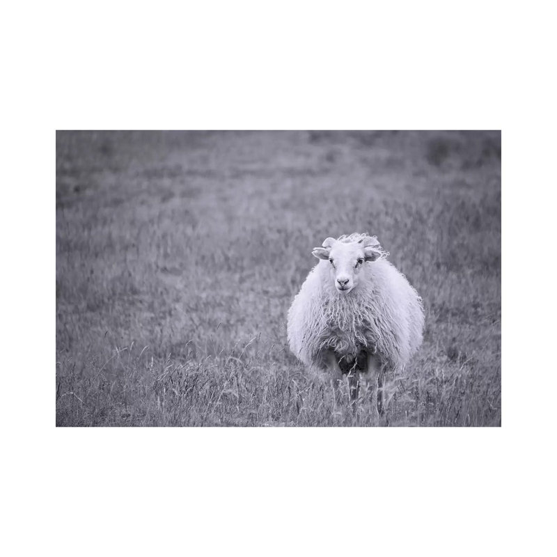 Sheep by MScottPhotography - Wrapped Canvas Print, 20.32 cm H x 30.48 cm W