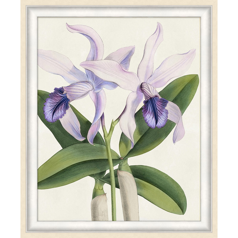 Orchidée 1 - Impression de cadre photo sur papier
