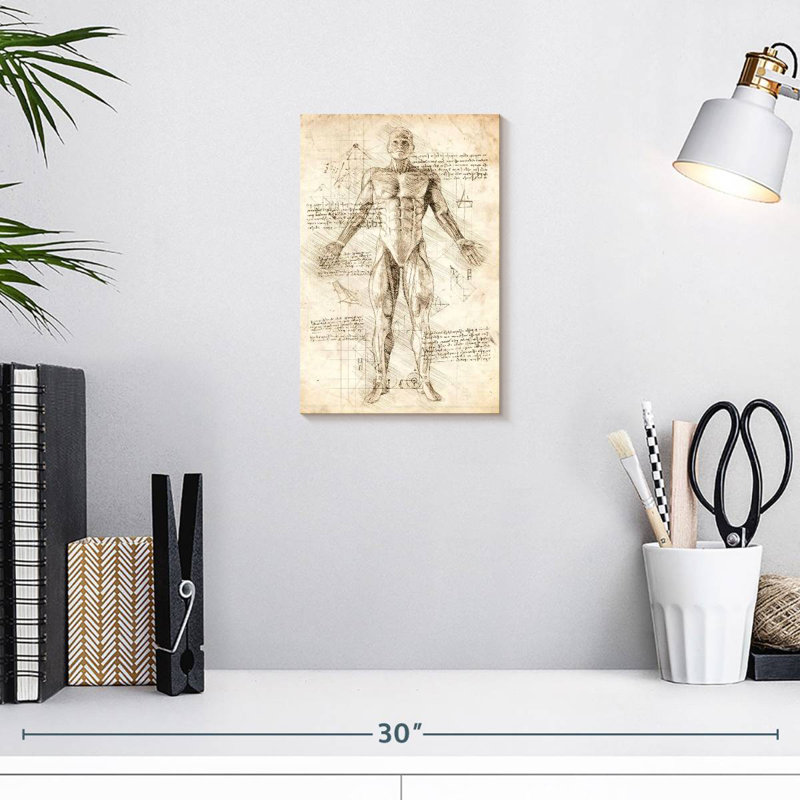 Keiri Human Muscles Anatomy, 12" H x 8" W