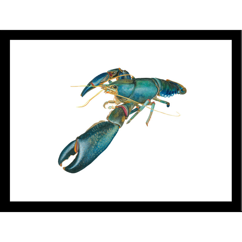 «Lobster II», reproduction d'impression, H 26,5 po x l 34,5 po, Cadre noir
