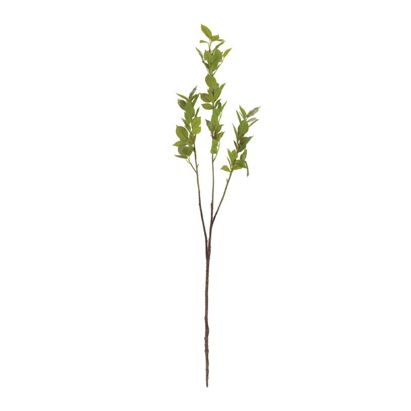 Leaf Foliage Branch
