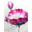 Fuchsia Wild Flower Print On Canvas