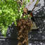 Ferns 139.7cm Faux Fern Tree in Pot Liner