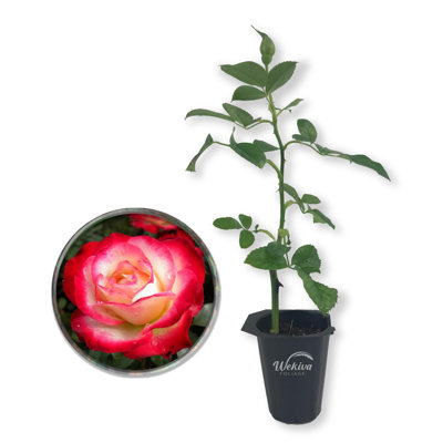 Dick Clarke Rose Bush - Live Starter Plant in a 2 Inch Growers Pot - Beautifully Fragrant Grandiflora Rose - A Versatile Beauty with Large Blooms