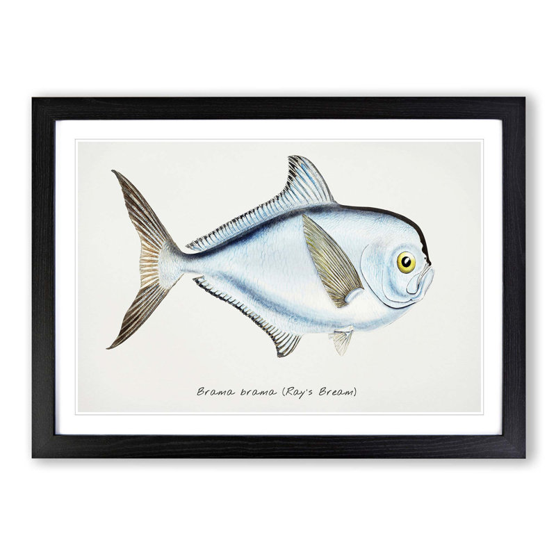 Illustration of a Rays Bream Fish by F.E. Clarke - Picture Frame Graphic Art Print, Black Framed, 27cm H x 36cm W x 2cm D