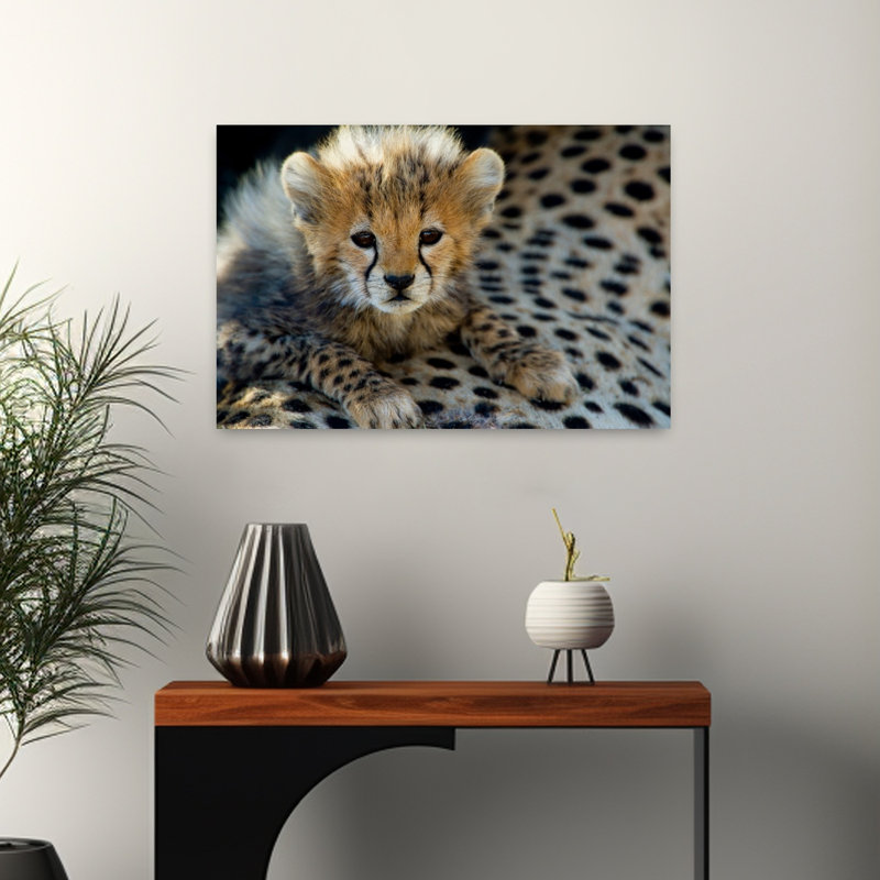 Close-Up Of Cheetah Acinonyx Jubatus Cub Ndutu Ngorongoro Conservation Area Tanzania Contemporary Art, 16" H x 24" W