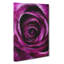 Striking Purple Rose - Wrapped Canvas-56661030