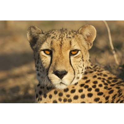 Eye Contact With A Cheetah - Wrapped Canvas Print