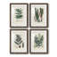Collection de fougères ix - ensemble de 4 peintures encadrées-1050868458-1050868469