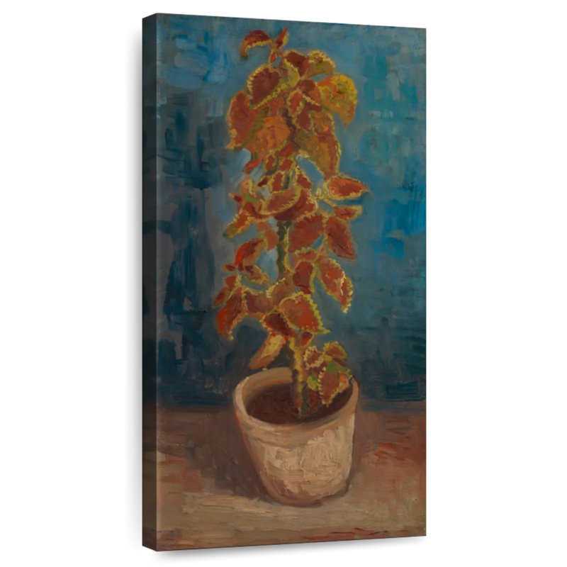 Ortie de flamme dans un pot de fleurs, H 24 po x l 12 po