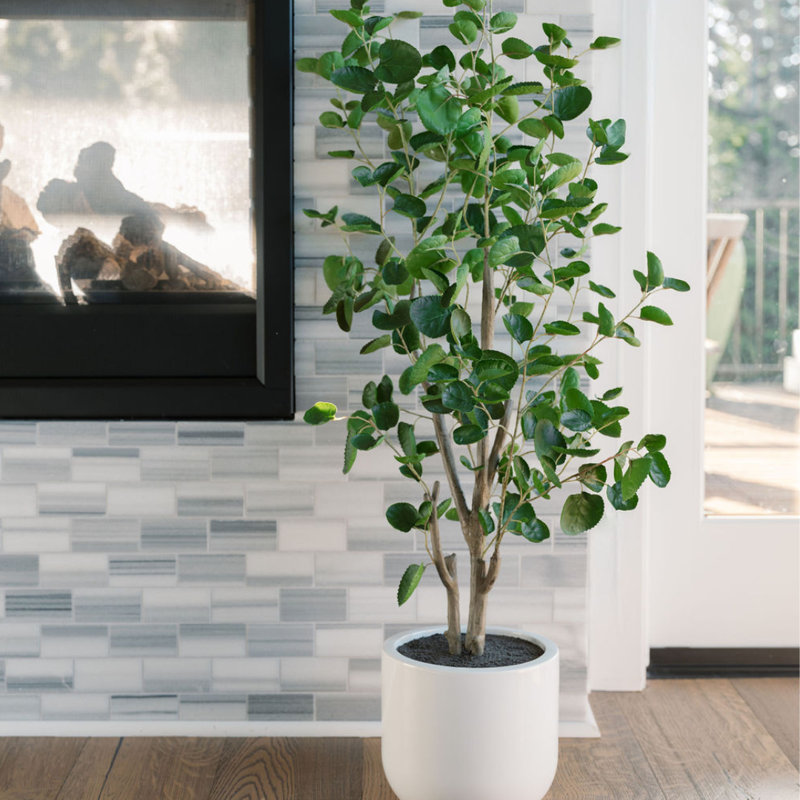 TREE EUCALPTUS POT 4FT