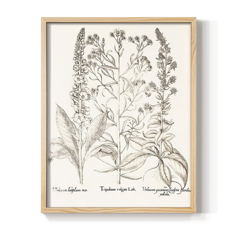 Sépia Besler Botanicals, reproduction d'art encadrée - bois massif, H 11 po x l 9 po