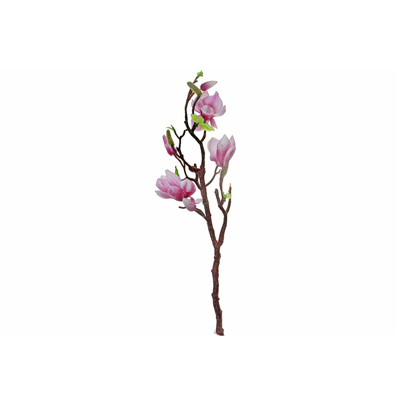Magnolia grand jet rose, Rose mauve