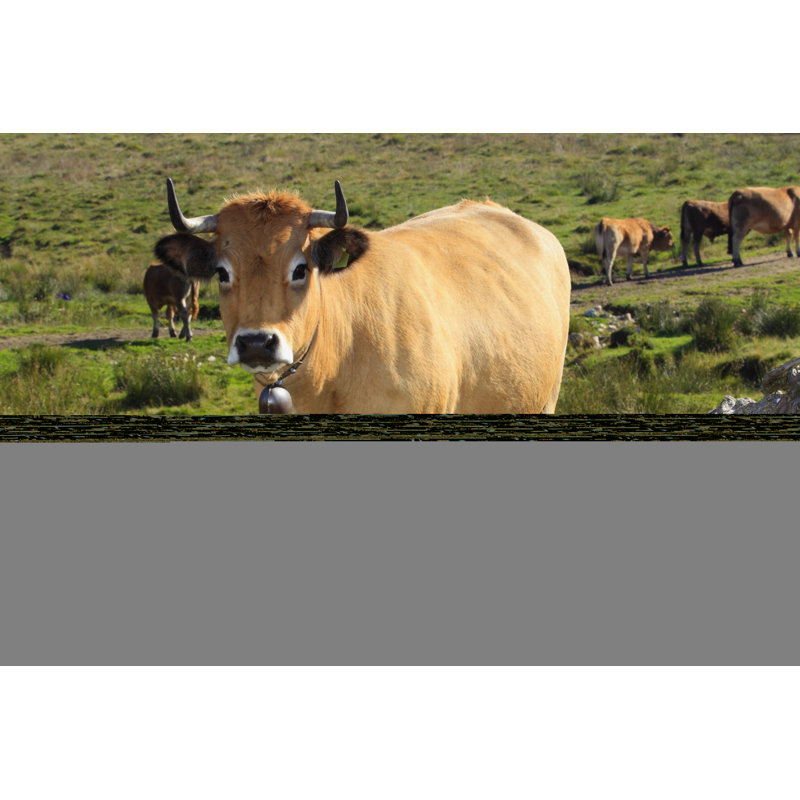 Aubrac Cow by Image2roman - Wrapped Canvas Print, 20cm H x 30cm W