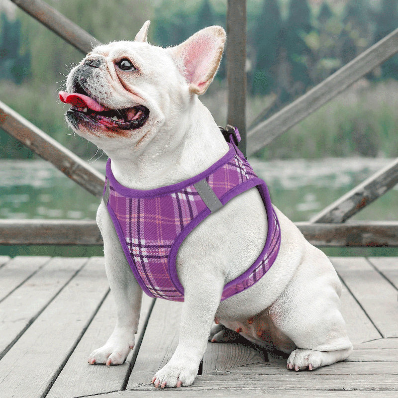 Harnais réglable pour chien avec laisse Gesemyer, Mauve