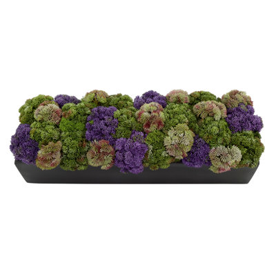 7'' Faux Succulent Plant in Fiberstone Planter