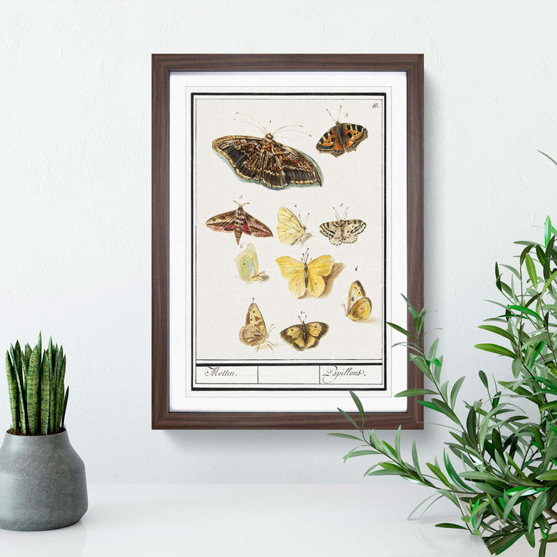 Butterflies & Moths by A.B. de Boodt - Picture Frame Graphic Art Print, 48cm H x 36cm W x 2cm D, Walnut Framed