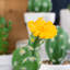 12 plantes grasses artificielles en pot