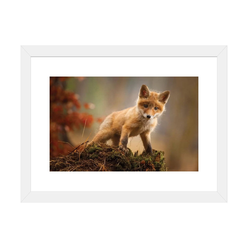 Renard par Robert Adamec - reproduction de photo, H 16 po x l 24 po x P 1 po, Papier encadré blanc, Blanc