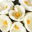 Tige de fleur de magnolia en polyester Cole and Grey