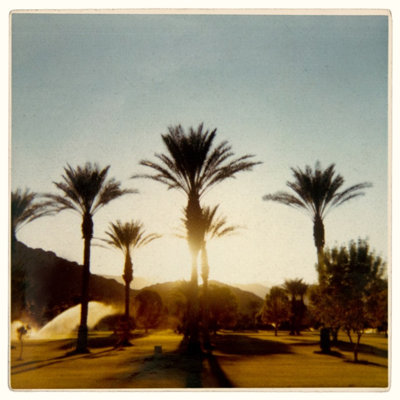 Palm Trees Print by Bainbridge, Hope