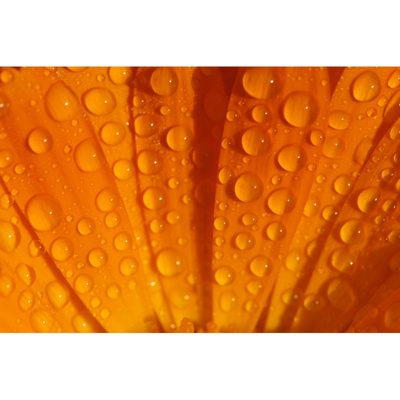 Dewdrop on Marigold by Frankhuang