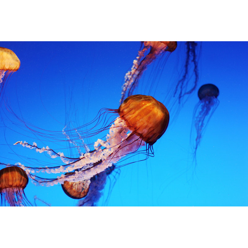 Jellyfish by Sestevens, 12" H x 18" W