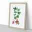 Redcurrant Flowers by Pierre-Joseph Redoute - Picture Frame Painting Print-55598509-55598508