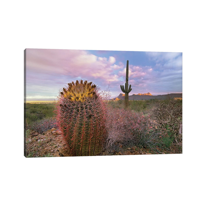 Saguaro and Giant Barrel Cactus With Panther and Safford Peaks in Distance, Saguaro National Park, Arizona 1 Piece Wrapped Canvas Wall Art