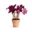 Ensemble de 4 mini-pots de 7 po Barringer