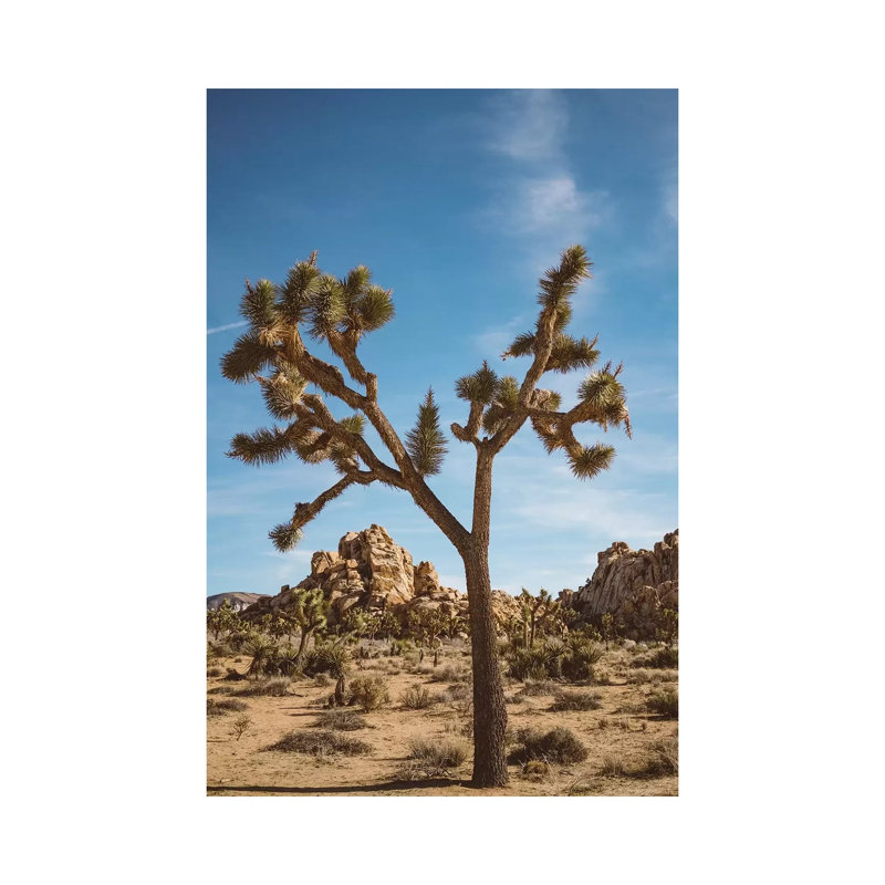 Joshua Tree National Park II by Bethany Young - Print on Canvas, 66.04cm H x 45.72cm W x 3.81cm D, Wrapped Canvas